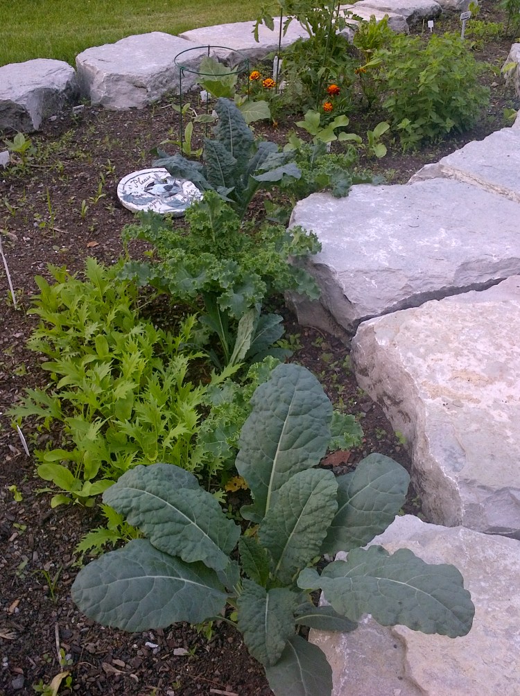 Look at that kale grow!