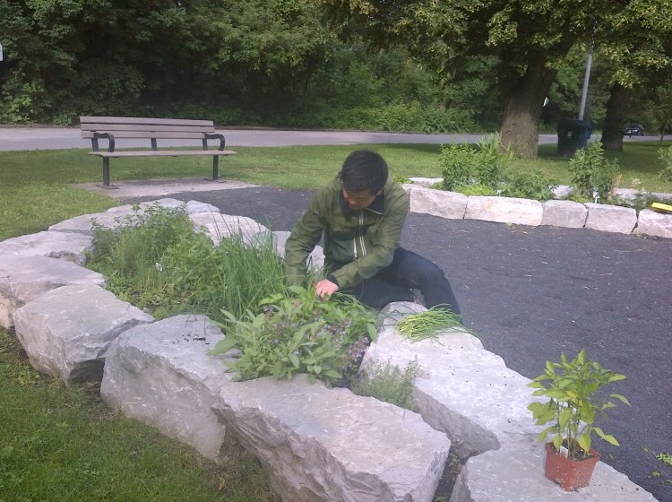 Sean getting our first harvest ready!